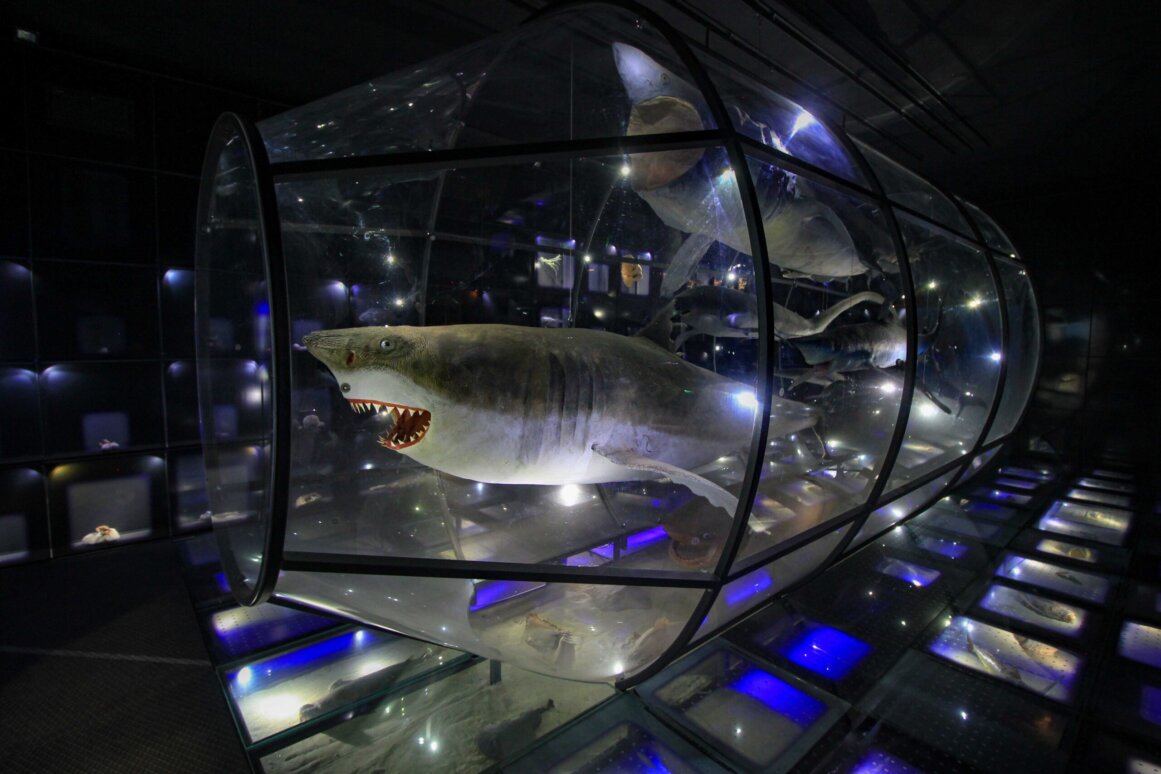 Musée d'histoire naturelle de Rijeka - Rijeka ©Jürgen Reichenpfader