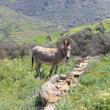 Folegandros, Grèce ©Jürgen Reichenpfader