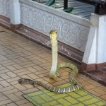 Königskobra, Snake Farm, Bangkok, Thailand