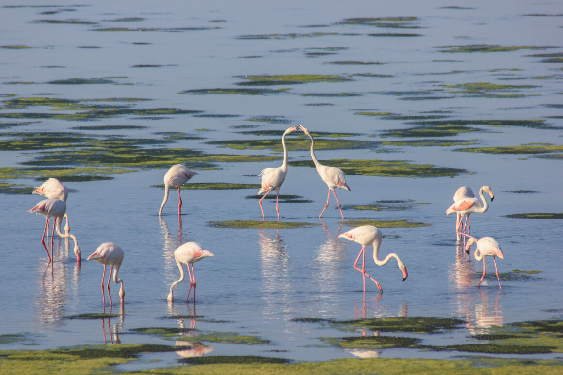 Naturschutzgebiet Val Cavanata - Grado ©Jürgen Reichenpfader
