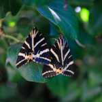 Butterflies Nature Reserve, Butterfly Valley, Paros, Greece