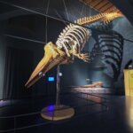 Musée des sciences naturelles, Bergame, Italie