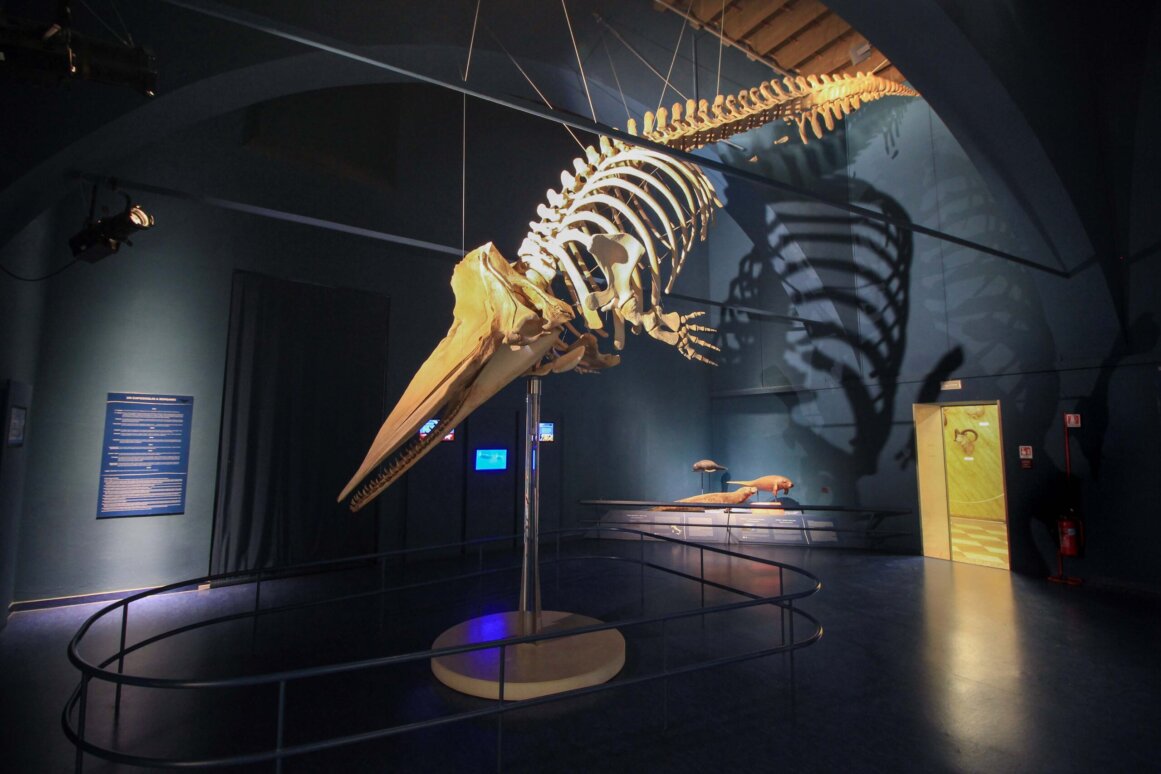 Musée des sciences naturelles - Bergame ©Jürgen Reichenpfader