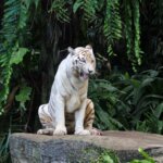 Singapur Zoo